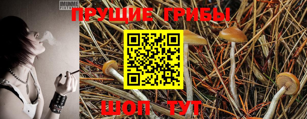 Медногорск  купить наркотики сайты  Вход с VPN  Галлюциногенные грибы Cubensis  Галлюциногенные грибы Psilocybine cubensis 